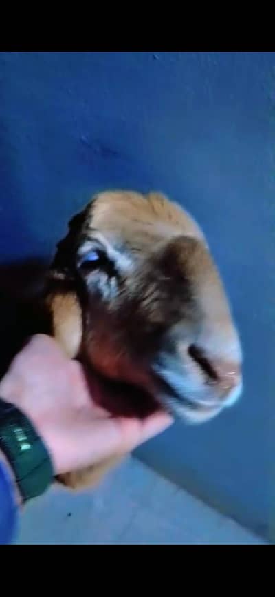 turki dumba