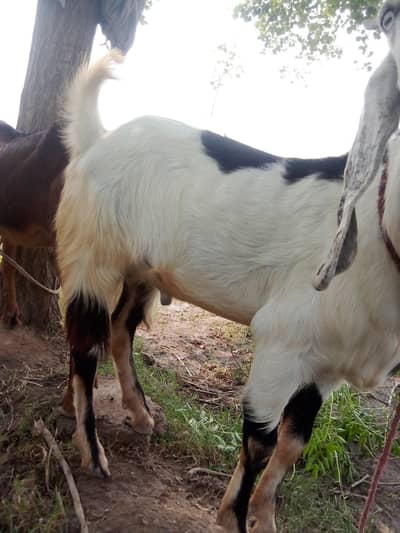 bakra