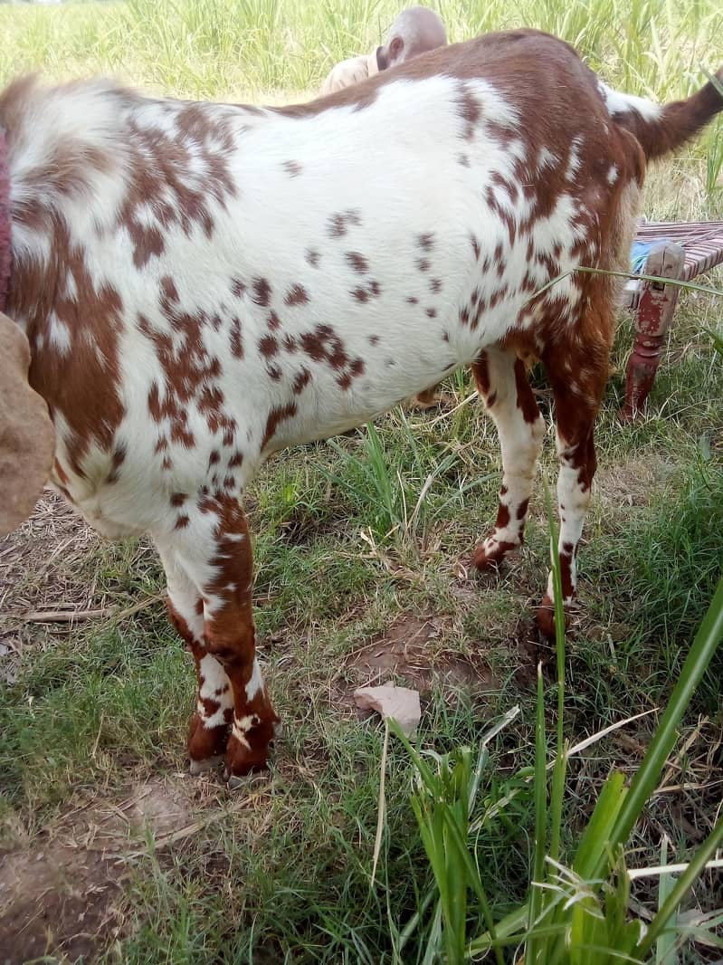 bakra 1