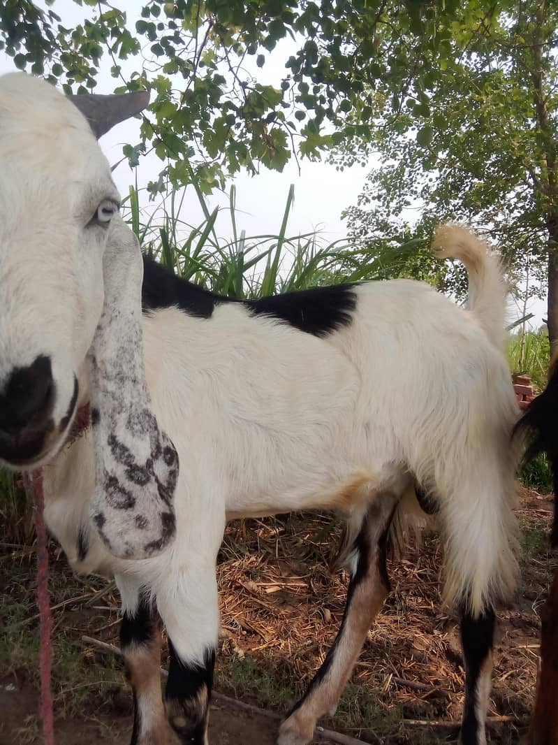 bakra 2