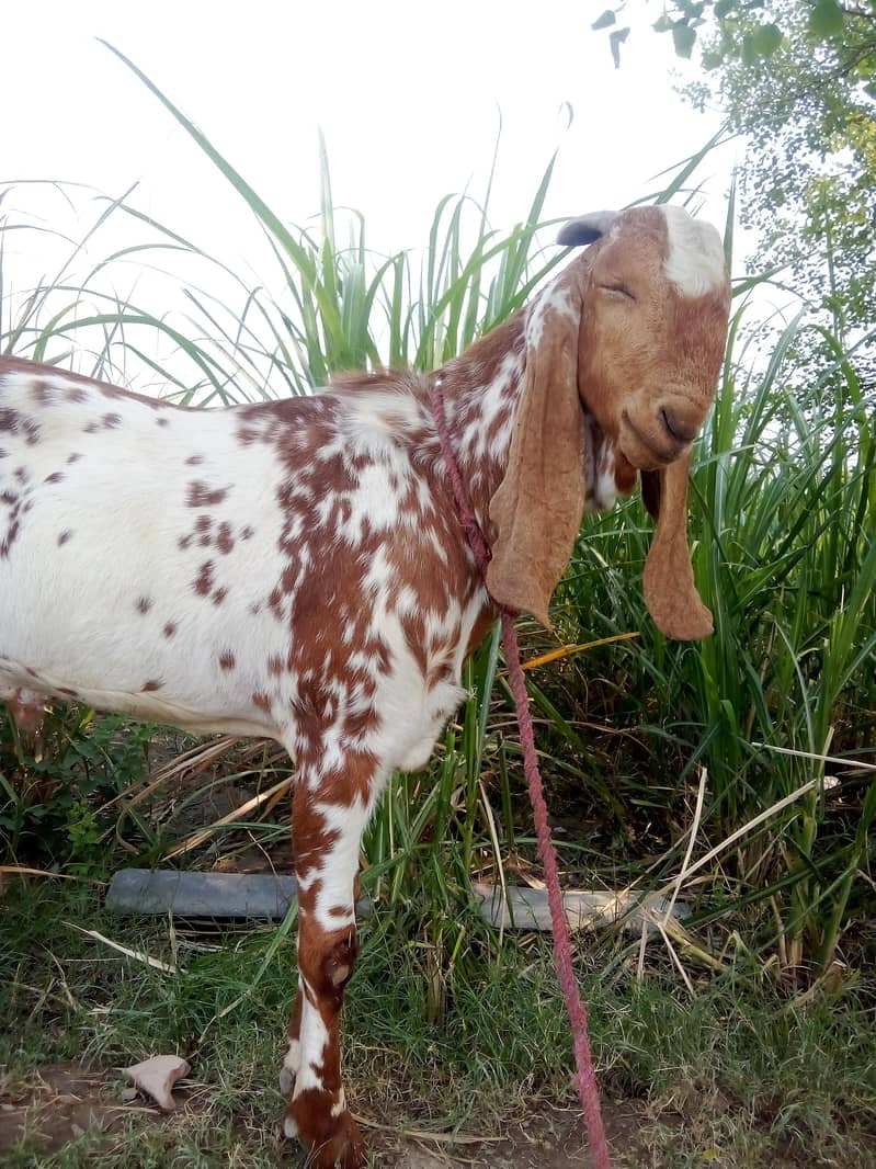 bakra 4