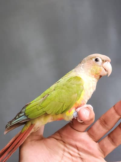 conure pineapple Say (mithu)  hand tame
