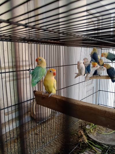 beautiful love birds