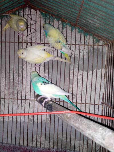 budgies and blue pesnata