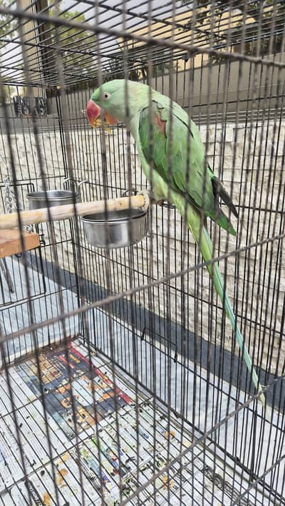 Raw Parrot
