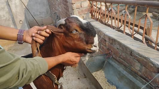 Andaal Dasei Bakra moo syy 2dant ha mashallah full haldi
