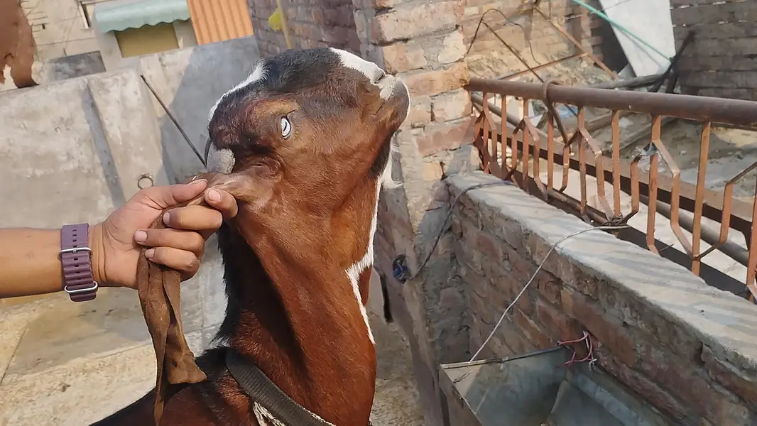 Andaal Dasei Bakra moo syy 2dant ha mashallah full haldi — photo 2