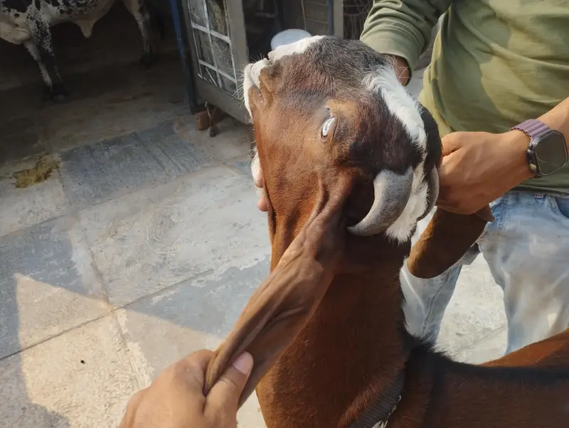 Andaal Dasei Bakra moo syy 2dant ha mashallah full haldi — photo 6