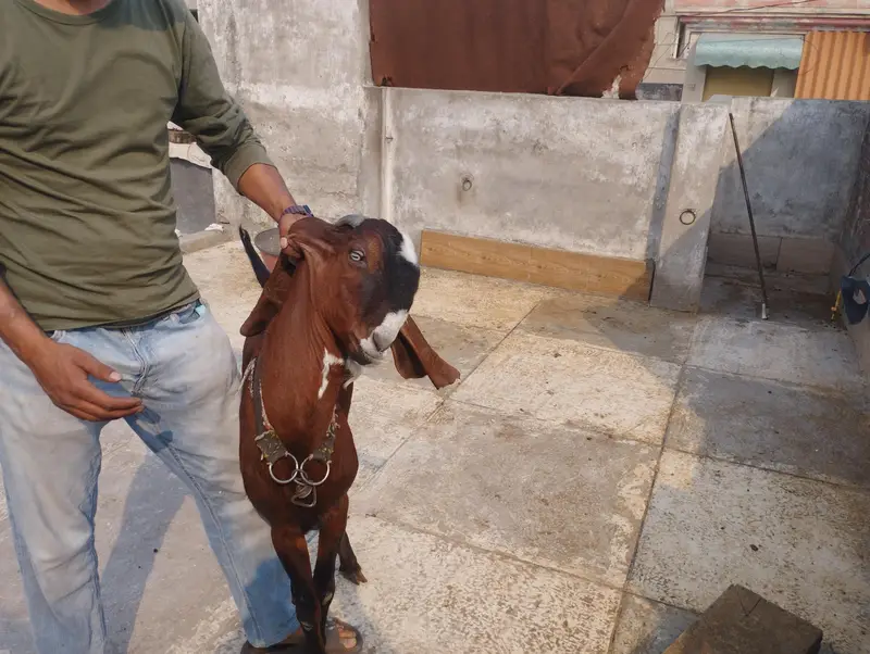Andaal Dasei Bakra moo syy 2dant ha mashallah full haldi — photo 7