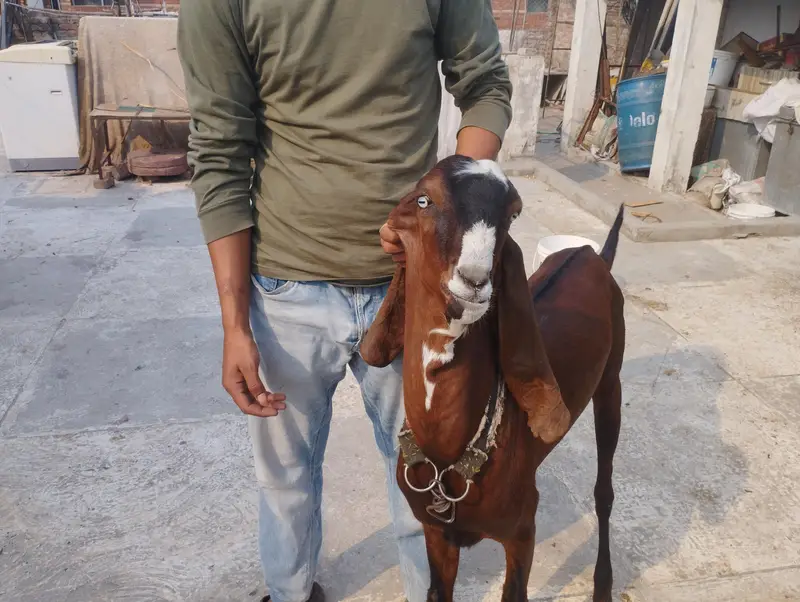 Andaal Dasei Bakra moo syy 2dant ha mashallah full haldi — photo 8