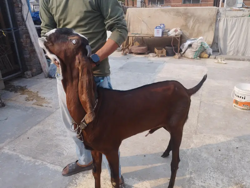 Andaal Dasei Bakra moo syy 2dant ha mashallah full haldi — photo 9