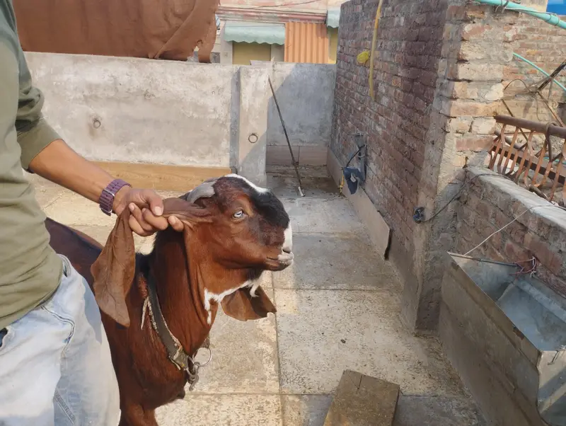 Andaal Dasei Bakra moo syy 2dant ha mashallah full haldi — photo 12