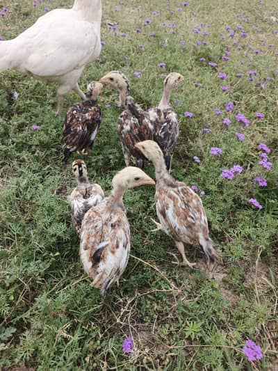 forsale aseel chicks
