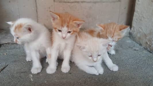 person kittens