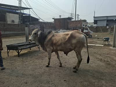 cow for qurbany desi cow/bull/wacha for sale/2 dant