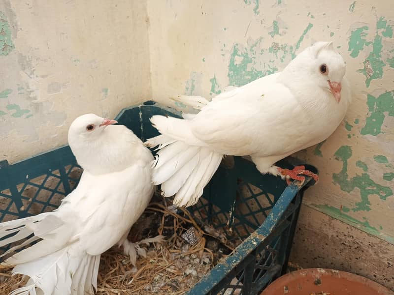 pegions 0