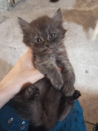 cute Persian male cat double coated