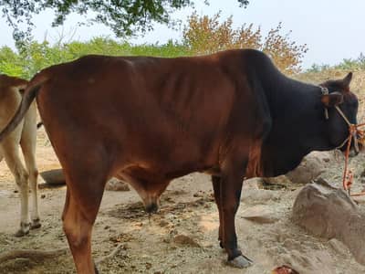 Sahiwal Bachry | Desi wachy | Bull | Qurbani 2026 | Bull For sale
