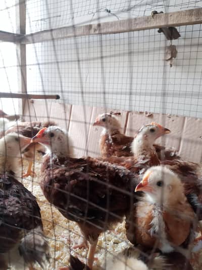 Rir Chicks For Sale