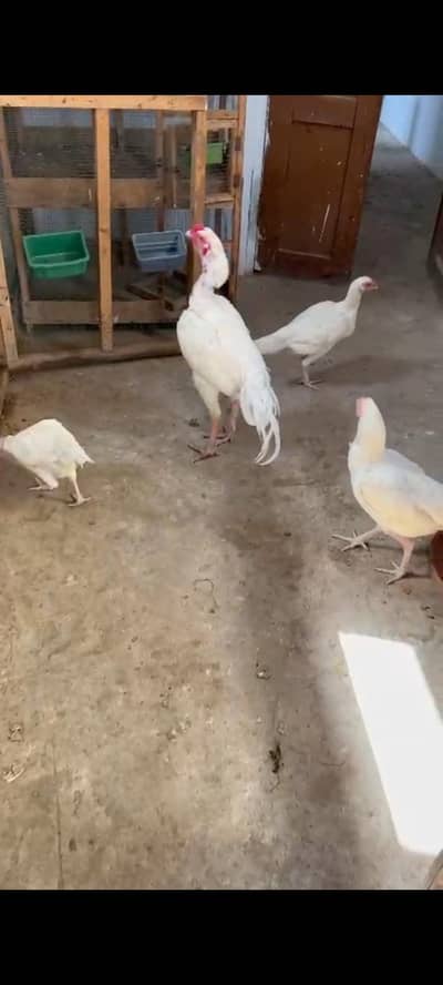 HEERA ASEEL FERTILIZER EGGS FOR SALE