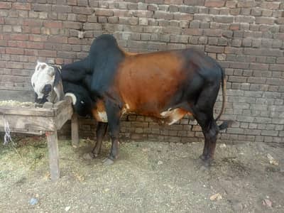 mashalla sy healthy active Wacha hai