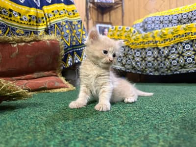 Persian kittens | Triple Coated | kittens | Persian cat | WHITE KITTEN