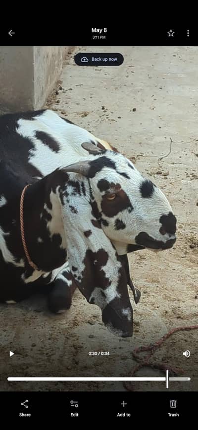 pure dasi pregnant bakari urgent sale