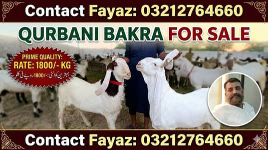 Qurbani Bakra Aalla Nasal  1800 per KG