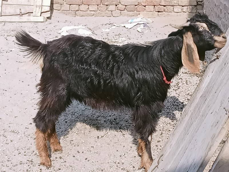goats 0