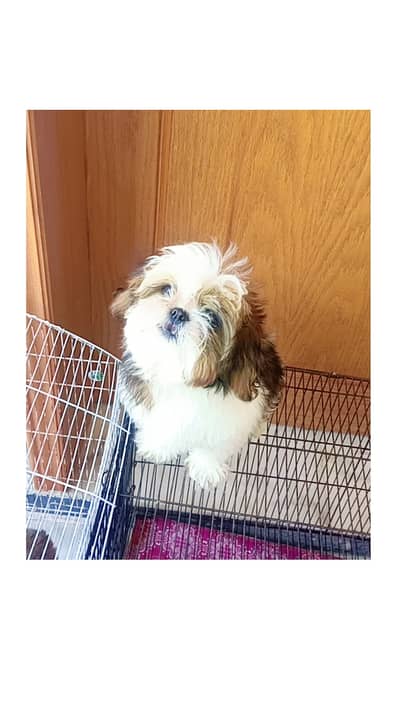 Shihtzu pupps