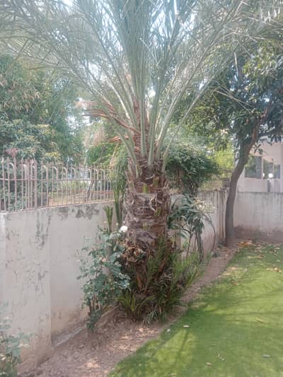 date palm/tree
