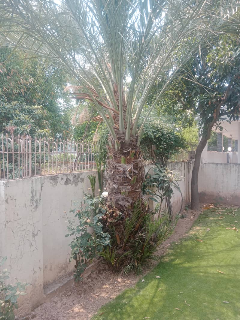 date palm/tree 0