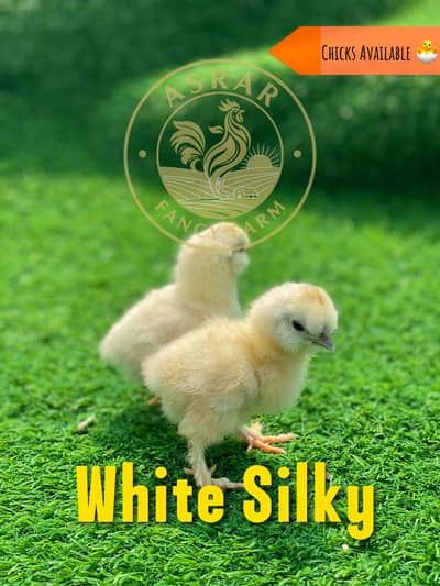 Silkie Import Quality Chicks available