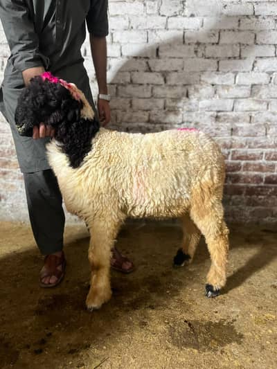 handsome sheep for sale