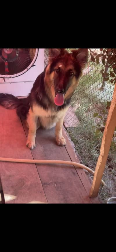 German shepherd dog