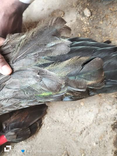 peacock/peahen)green eamreld breeder female