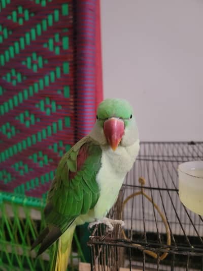 green raw parrot , hand tame