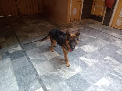 German shepherd dog 1years age