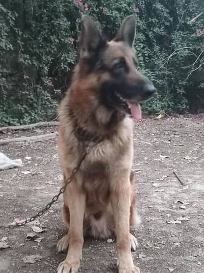 German shepherd male