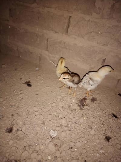 Day old pure Aseel chicks for sale