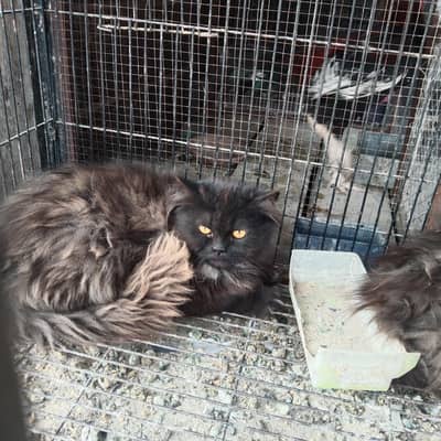 tripple coated percian cat males