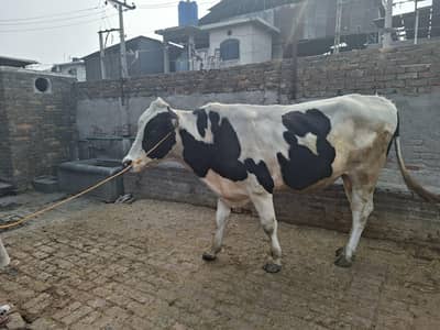 Australiann freisian cow for qurbani / imported cow /bull /imported. . .