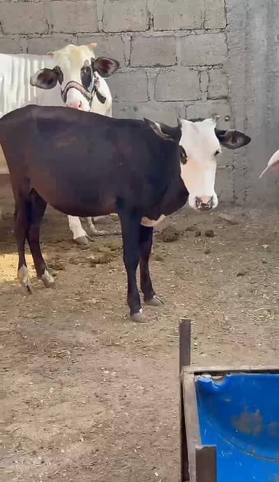 GENI PINK NOSE FOR 2027