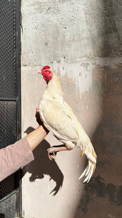 Aseel Mianwali Heera Chicks and eggs