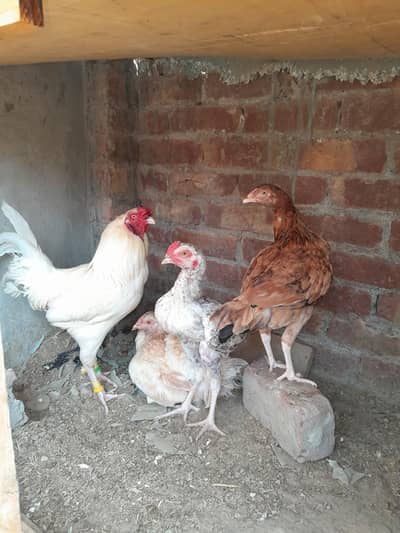 Desi Murghi Pair