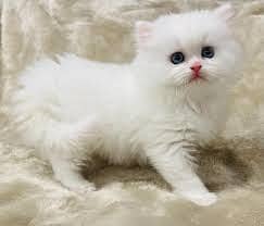 1 month persian kitten available tripple coated