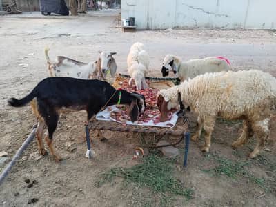 dasi Bakra chatra 1 bi mil jaay ga