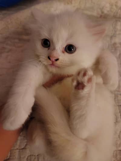 kitten for sale