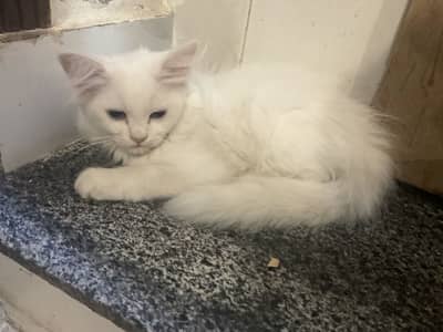 Persian kitten for sale
