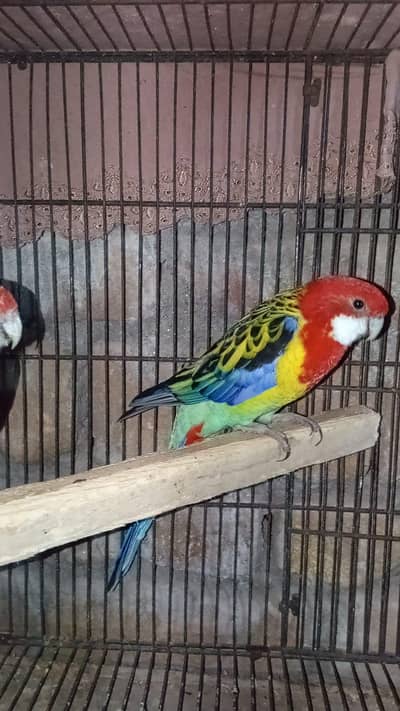 Rosella Breeder Pair for Sale